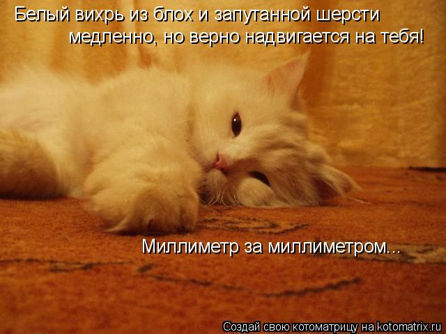 Белый вихрь из блох и запутанной шерсти медленно, но верно надвигается на тебя! Миллиметр за миллимет... Котоматрица: Белый вихрь из блох и запутанной шерсти медленно, но верно надвигается на тебя! Миллиметр за миллиметром...