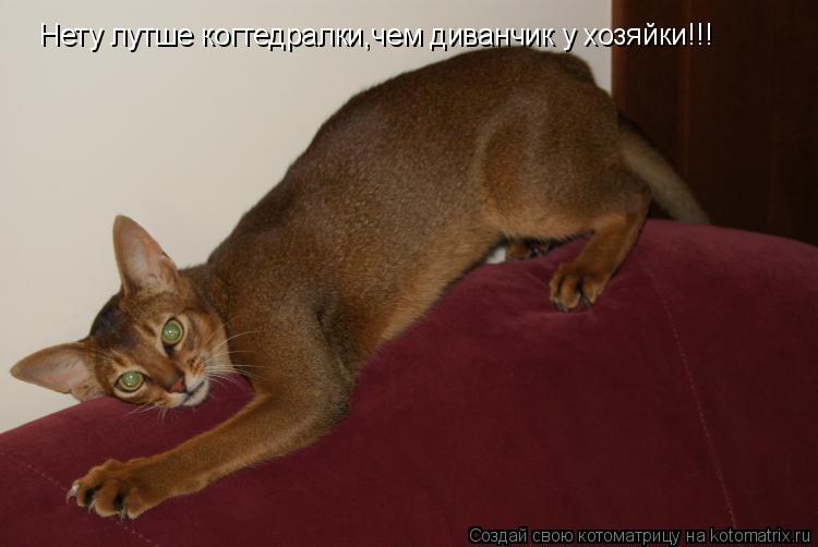 Нету лутше когтедралки,чем диванчик у хозяйки!!!... Котоматрица: Нету лутше когтедралки,чем диванчик у хозяйки!!!