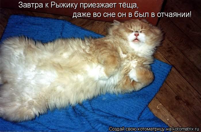 Завтра к Рыжику приезжает тёща, даже во сне он в был в отчаянии!... Котоматрица: Завтра к Рыжику приезжает тёща, даже во сне он в был в отчаянии!