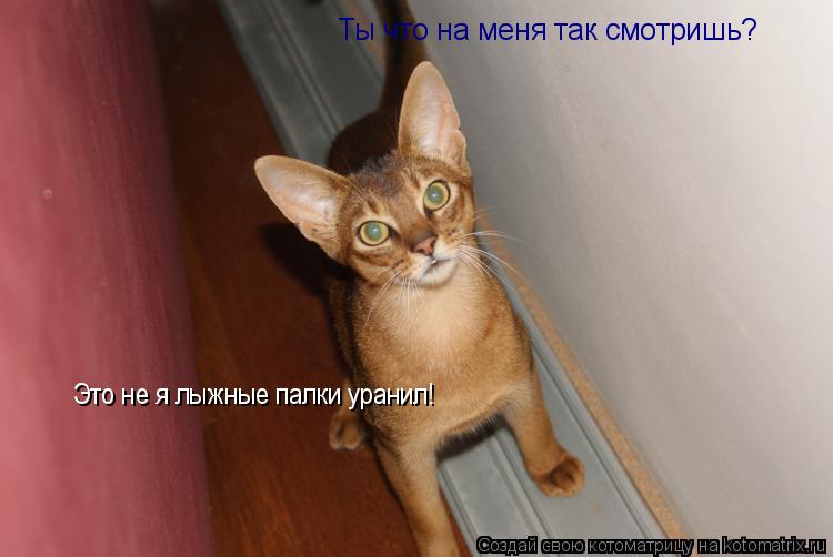Ты что на меня так смотришь? Это не я лыжные палки уранил!... Котоматрица: Ты что на меня так смотришь? Это не я лыжные палки уранил!