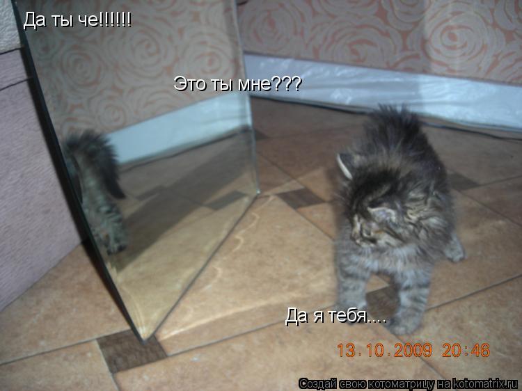 Да ты че!!!!!! Это ты мне??? Да я тебя....... Котоматрица: Да ты че!!!!!! Это ты мне??? Да я тебя....