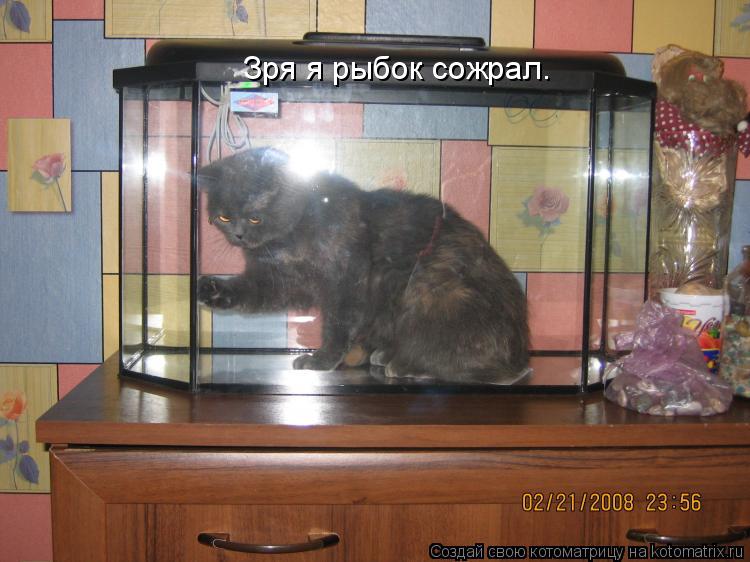 Зря я рыбок сожрал.... Котоматрица: Зря я рыбок сожрал.