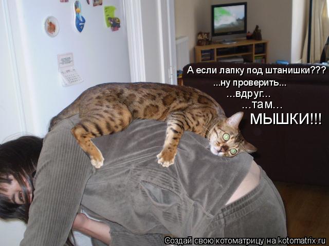...ну проверить... ...вдруг... ...там... МЫШКИ!!! А если лапку под штанишки???... Котоматрица: ...ну проверить... ...вдруг... ...там... МЫШКИ!!! А если лапку под штанишки???