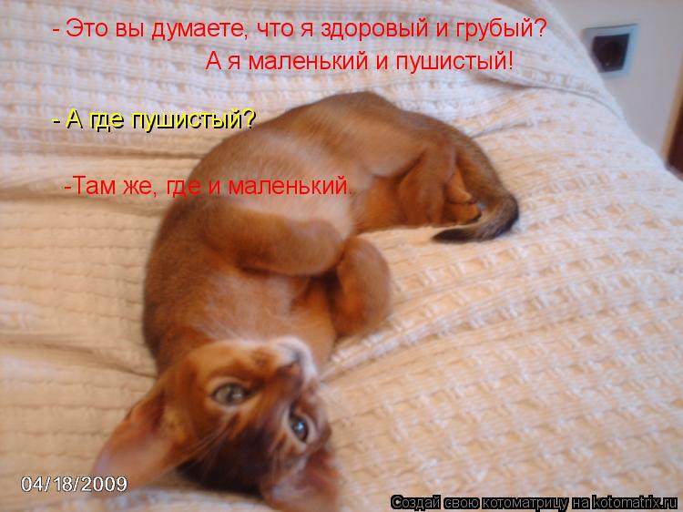- Это вы думаете, что я здоровый и грубый? А я маленький и пушистый! - Это вы думаете, что я здоровый... Котоматрица: - Это вы думаете, что я здоровый и грубый? А я маленький и пушистый! - Это вы думаете, что я здоровый и грубый? А я маленький и пушистый! - А где п