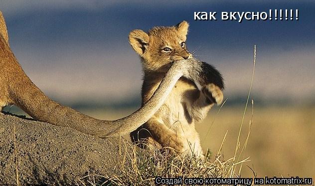 как вкусно!!!!!!... Котоматрица: как вкусно!!!!!!