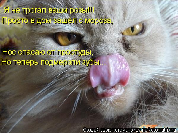 Я не трогал ваши розы!!! Просто в дом зашёл с мороза, Нос спасаю от простуды, Но теперь подмерзли зу... Котоматрица: Я не трогал ваши розы!!! Просто в дом зашёл с мороза, Нос спасаю от простуды, Но теперь подмерзли зубы...