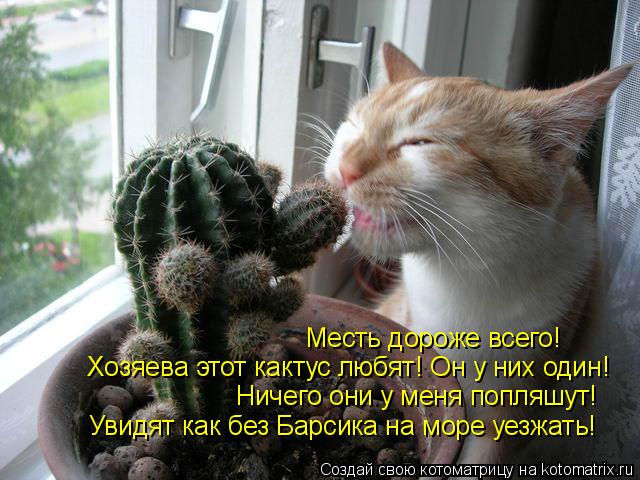 Месть дороже всего! Ничего они у меня попляшут! Увидят как без Барсика на море уезжать! Хозяева этот... Котоматрица: Месть дороже всего! Ничего они у меня попляшут! Увидят как без Барсика на море уезжать! Хозяева этот кактус любят! Он у них один!