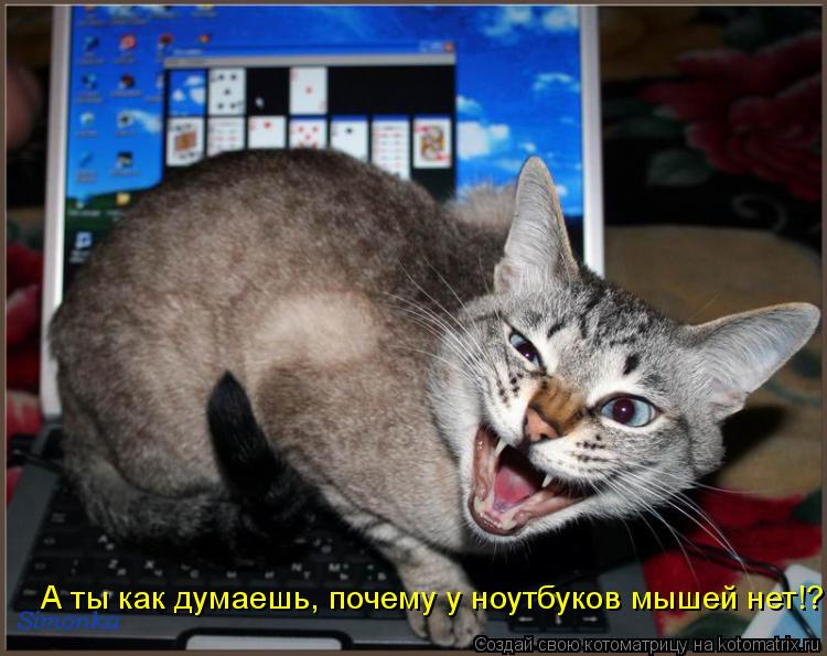 А ты как думаешь, почему у ноутбуков мышей нет!?... Котоматрица: А ты как думаешь, почему у ноутбуков мышей нет!?