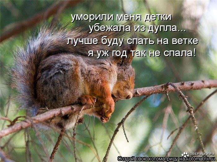 уморили меня детки убежала из дупла... лучше буду спать на ветке я уж год так не спала!... Котоматрица: уморили меня детки убежала из дупла... лучше буду спать на ветке я уж год так не спала!