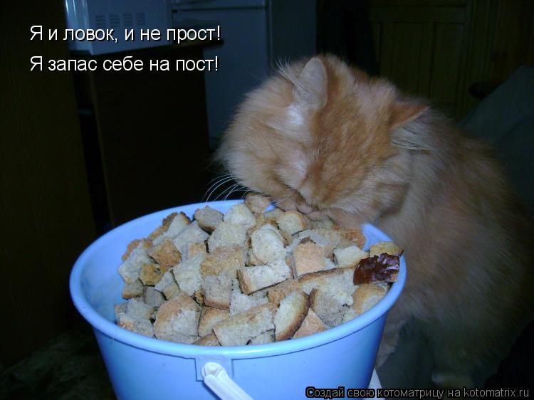Я и ловок, и не прост! Я запас себе на пост!... Котоматрица: Я и ловок, и не прост! Я запас себе на пост!