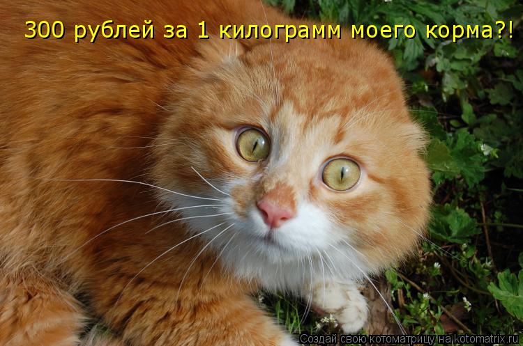 300 рублей за 1 килограмм моего корма?!... Котоматрица: 300 рублей за 1 килограмм моего корма?!