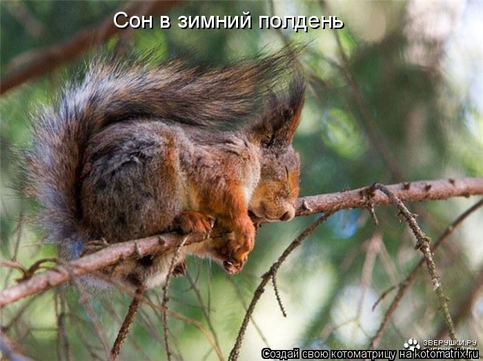 Сон в зимний полдень... Котоматрица: Сон в зимний полдень