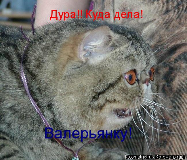 Валерьянку! Дура!! Куда дела!... Котоматрица: Валерьянку! Дура!! Куда дела!