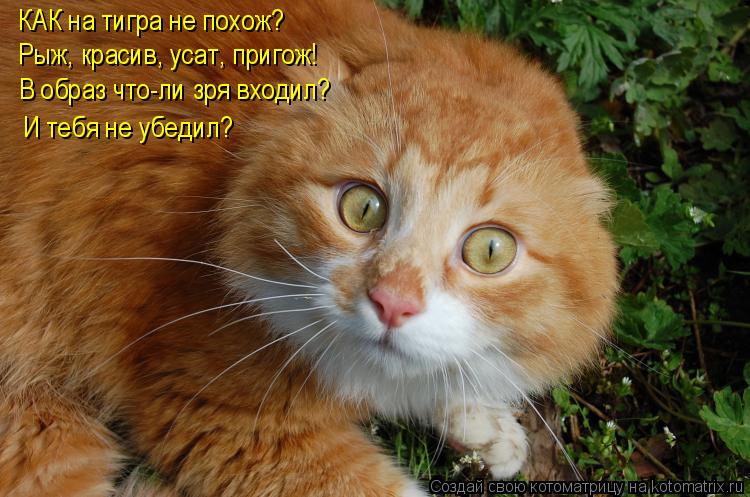 Котоматрица: КАК на тигра не похож?  Рыж, красив, усат, пригож! В образ что-ли зря входил?  И тебя не убедил?