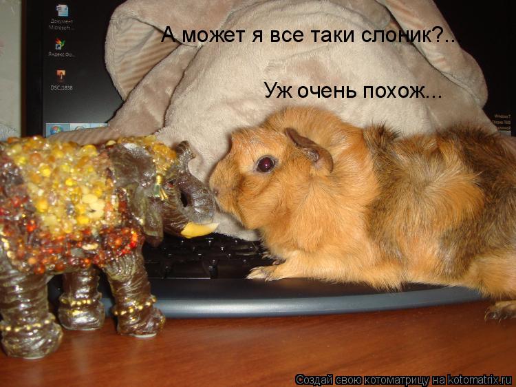 Котоматрица: А может я все таки слоник?... Уж очень похож...