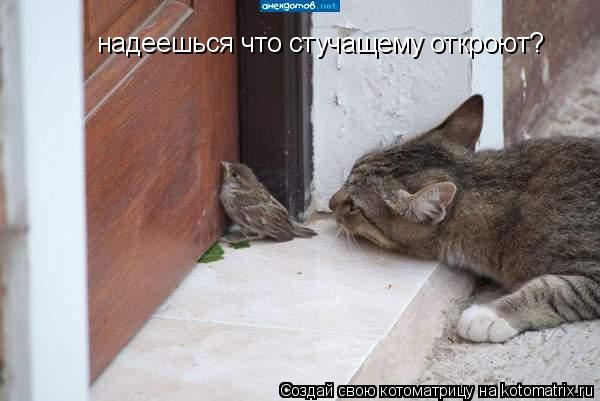 Котоматрица: надеешься что стучащему откроют?