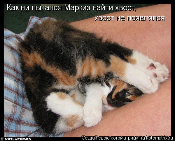 Котоматрица: Как ни пытался Маркиз найти хвост, хвост не появлялся