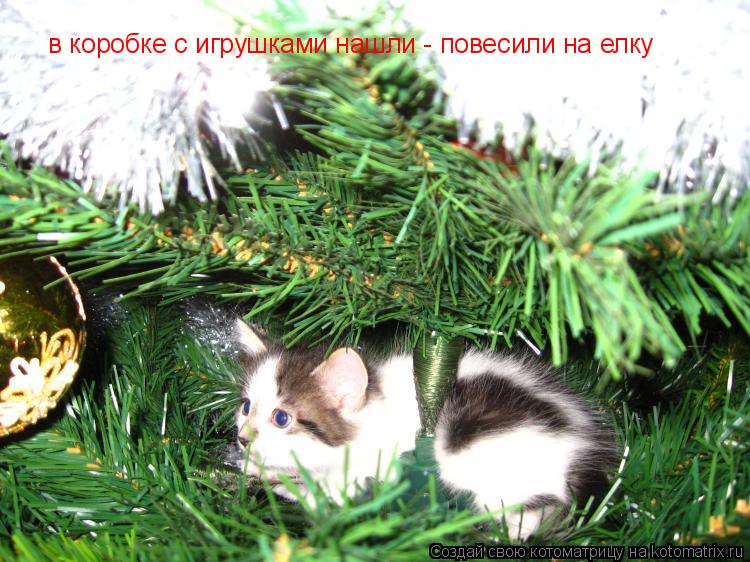 Котоматрица: в коробке с игрушками нашли - повесили на елку