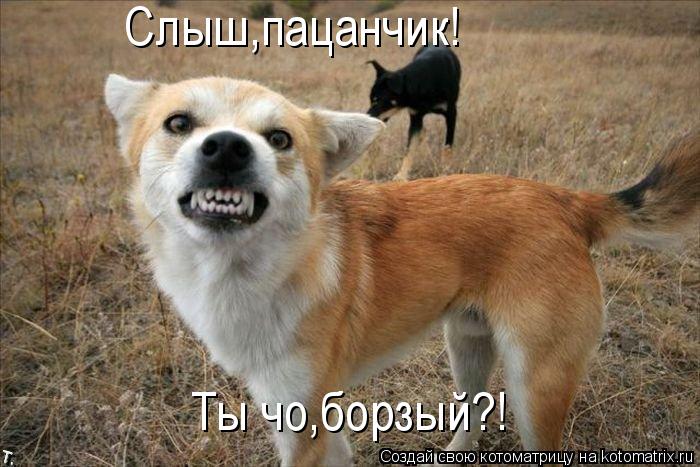 Котоматрица: Слыш,пацанчик! Ты чо,борзый?!