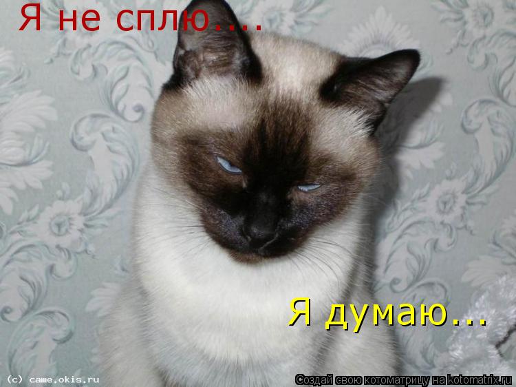 Котоматрица: Я не сплю.... Я думаю...