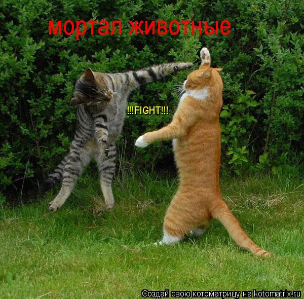 Котоматрица: мортал животные !!!FIGHT!!!