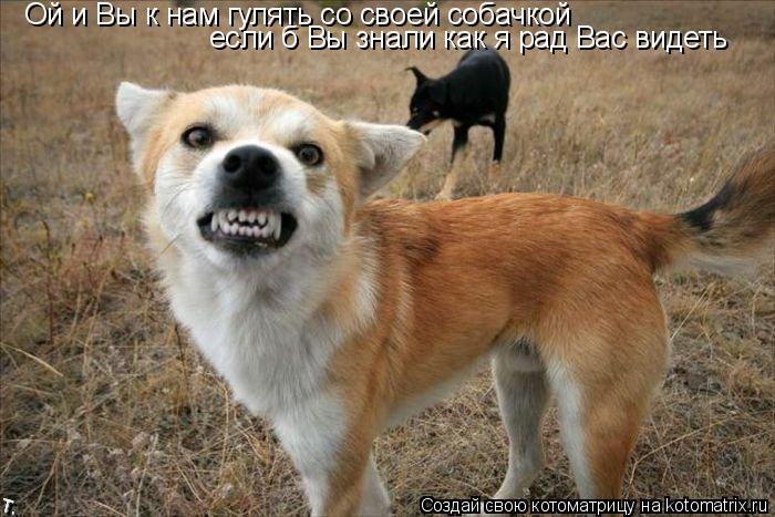 Котоматрица: Ой и Вы к нам гулять со своей собачкой если б Вы знали как я рад Вас видеть