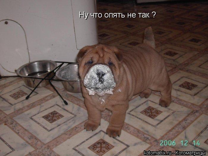 Ну что опять не так ?... Котоматрица: Ну что опять не так ?