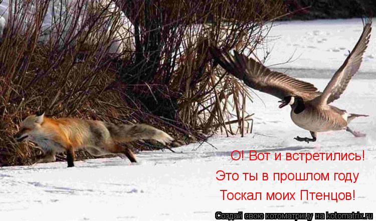 Котоматрица: О! Вот и встретились! Это ты в прошлом году Тоскал моих Птенцов!