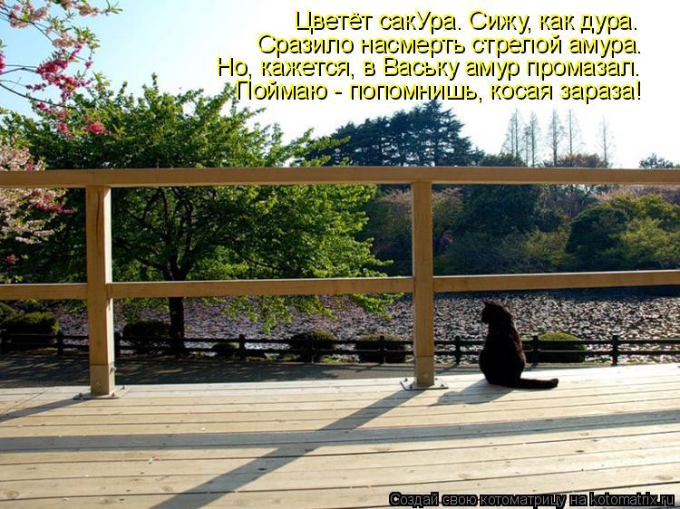 Цветёт сакУра. Сижу, как дура. Сразило насмерть стрелой амура. Но, кажется, в Ваську амур промазал.... Котоматрица: Цветёт сакУра. Сижу, как дура. Сразило насмерть стрелой амура. Но, кажется, в Ваську амур промазал. Поймаю - попомнишь, косая зараза!