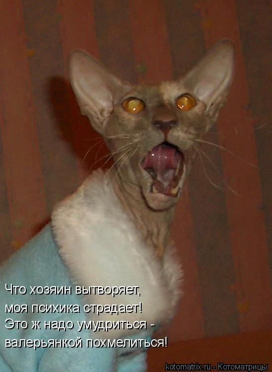 Что хозяин вытворяет, моя психика страдает! Это ж надо умудриться - валерьянкой похмелиться!... Котоматрица: Что хозяин вытворяет, моя психика страдает! Это ж надо умудриться - валерьянкой похмелиться!