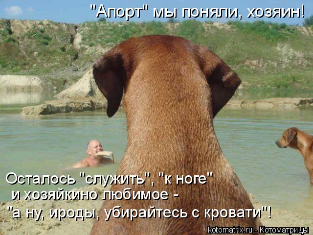 "Апорт" мы поняли, хозяин! Осталось "служить", "к ноге" и хозяйкино любимое - "а ну, ироды, убирай... Котоматрица: "Апорт" мы поняли, хозяин! Осталось "служить", "к ноге" и хозяйкино любимое - "а ну, ироды, убирайтесь с кровати"!