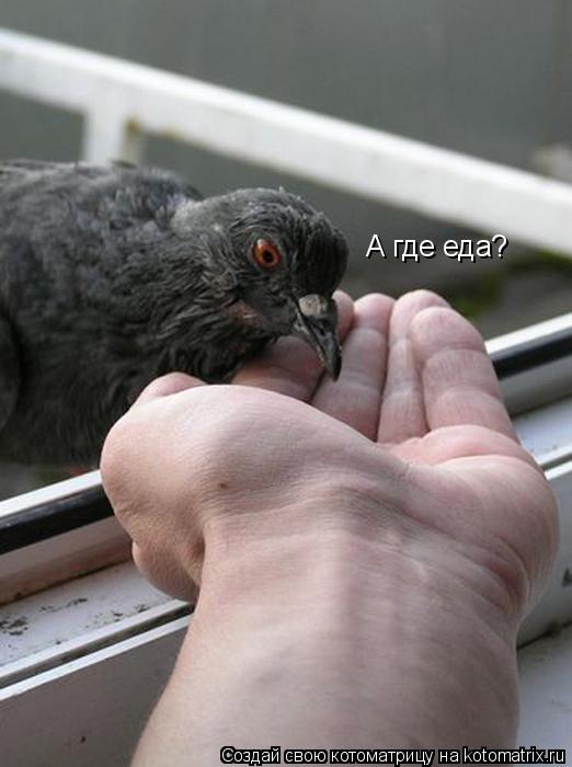 Котоматрица: А где еда?