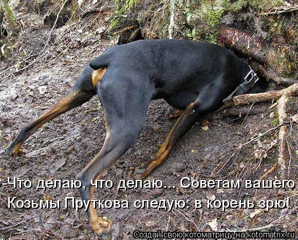 -Что делаю, что делаю... Советам вашего Козьмы Пруткова следую: в корень зрю!... Котоматрица: -Что делаю, что делаю... Советам вашего Козьмы Пруткова следую: в корень зрю!