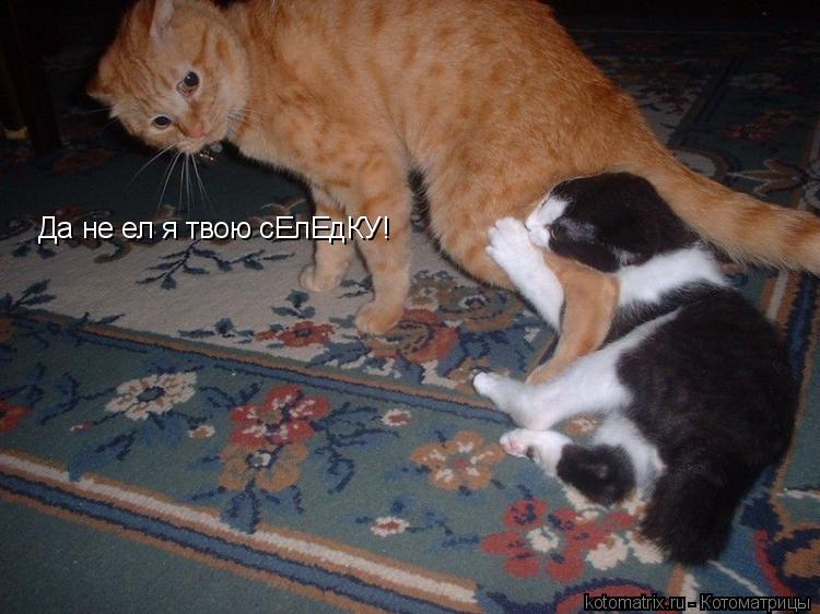 Котоматрица: Да не ел я твою сЕлЕдКУ!