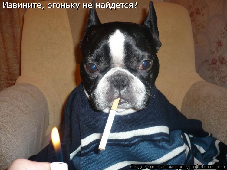 Котоматрица: Извините, огоньку не найдется?