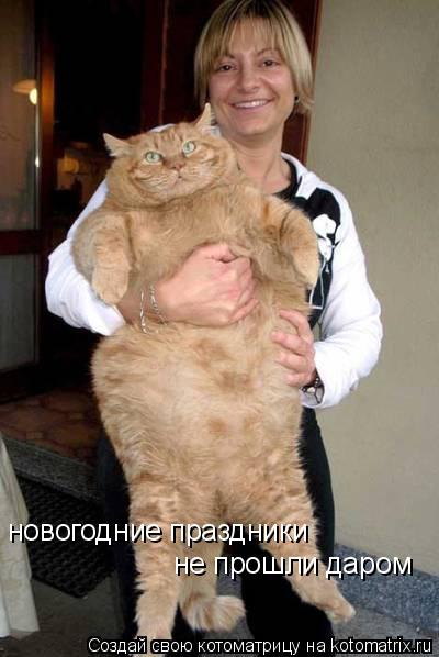 Котоматрица: новогодние праздники не прошли даром
