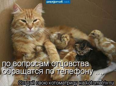 Котоматрица: по вопросам отцовства обращатся по телефону ....