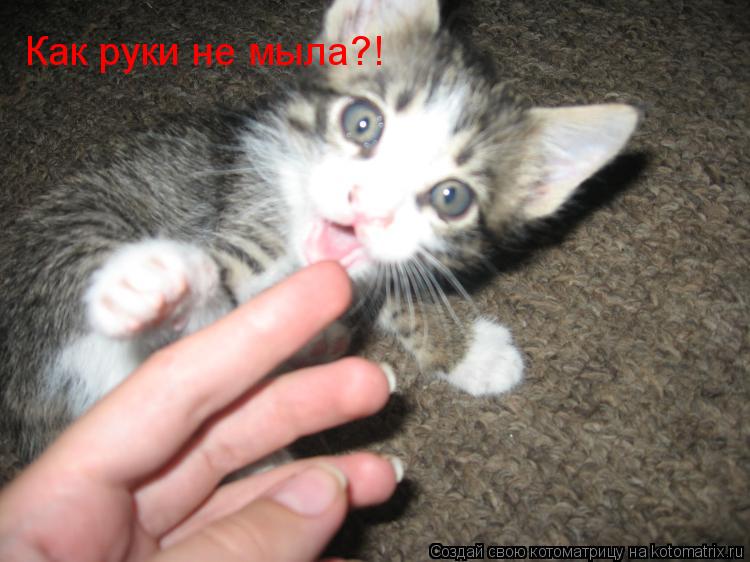 Котоматрица: Как руки не мыла?!