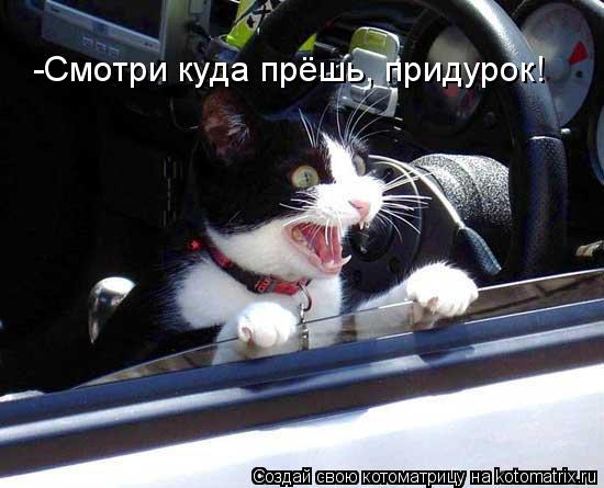 Котоматрица: -Смотри куда прёшь, придурок!