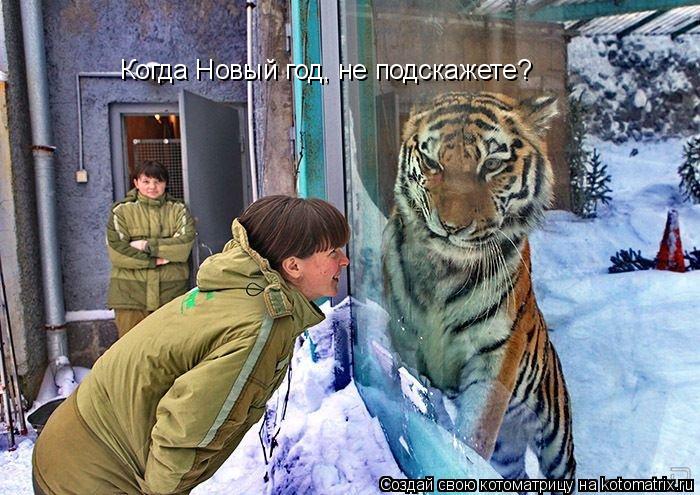 Котоматрица: Когда Новый год, не подскажете?