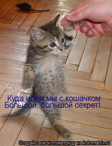 Котоматрица: Куда идём мы с кошачком Большой, большой секрет!