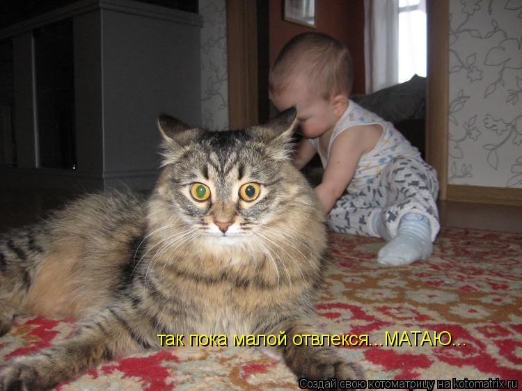 Котоматрица: так пока малой отвлекся...МАТАЮ...