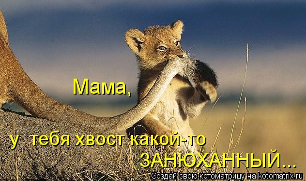 Мама, у тебя у тебя хвост какой-то ЗАНЮХАННЫЙ...... Котоматрица: Мама, у тебя у тебя хвост какой-то ЗАНЮХАННЫЙ...