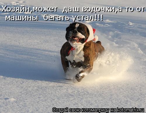 Котоматрица: Хозяйн,может  даш водочки,а то от машины  бегать устал!!!  машины  бегать устал!!!