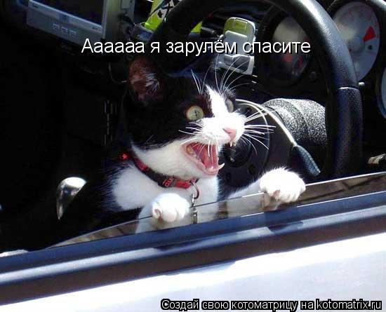 Котоматрица: Аааааа я зарулём спасите