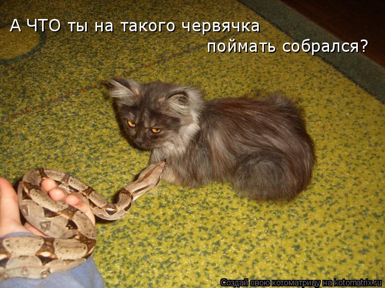 Котоматрица: поймать собрался? А ЧТО ты на такого червячка