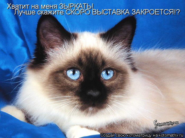 Котоматрица: Хватит на меня ЗЫРКАТЬ! Лучше скажите СКОРО ВЫСТАВКА ЗАКРОЕТСЯ!?