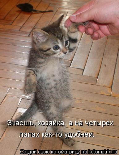 Котоматрица: Знаешь, хозяйка, а на четырех  лапах как-то удобней.