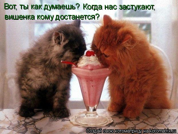 Котоматрица: Вот, ты как думаешь? Когда нас застукают, вишенка кому достанется?