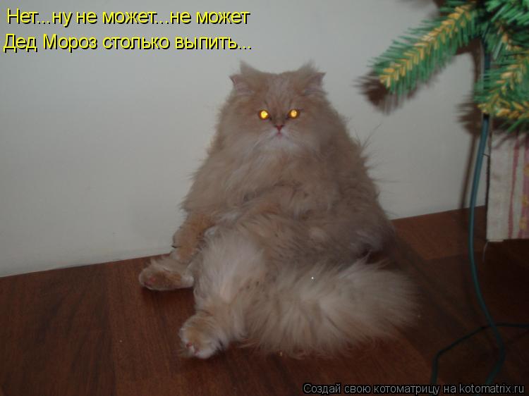 Котоматрица: Нет...ну не может...не может Дед Мороз столько выпить...